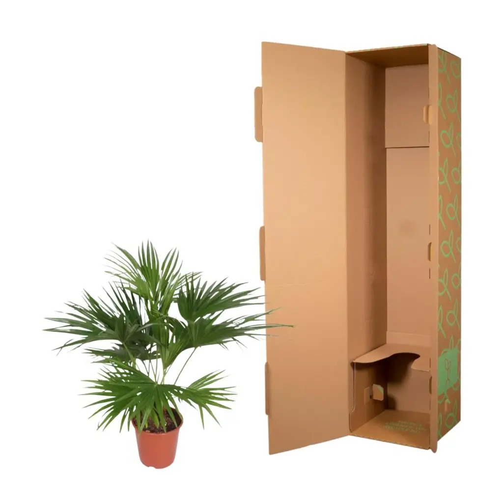 Livistona Chinensis kamerpalm – Fonteinpalm