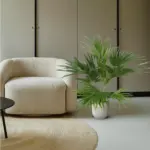 Livistona Chinensis kamerpalm – Fonteinpalm