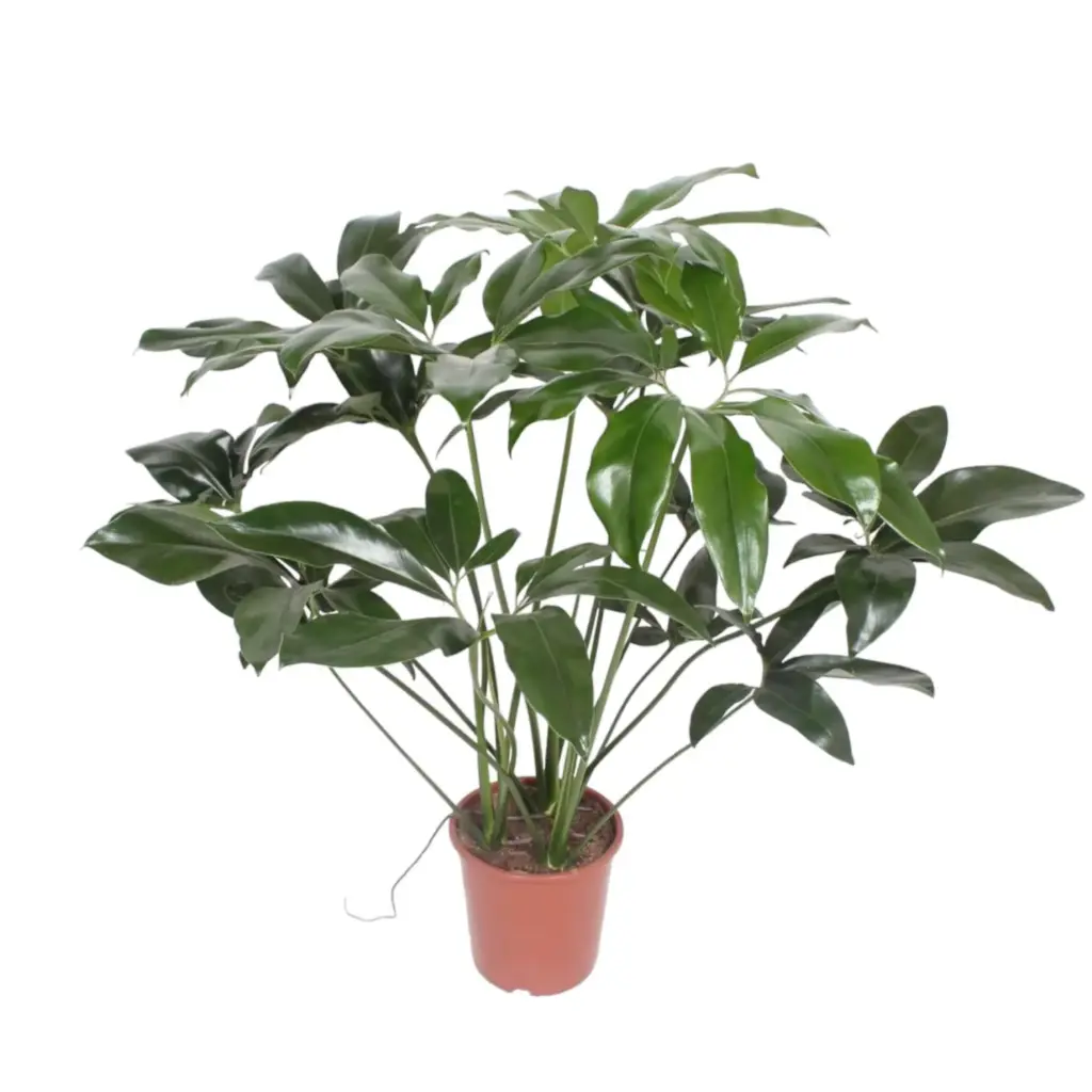 Philodendron Green Wonder – kamerplant