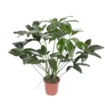 Philodendron Green Wonder – kamerplant