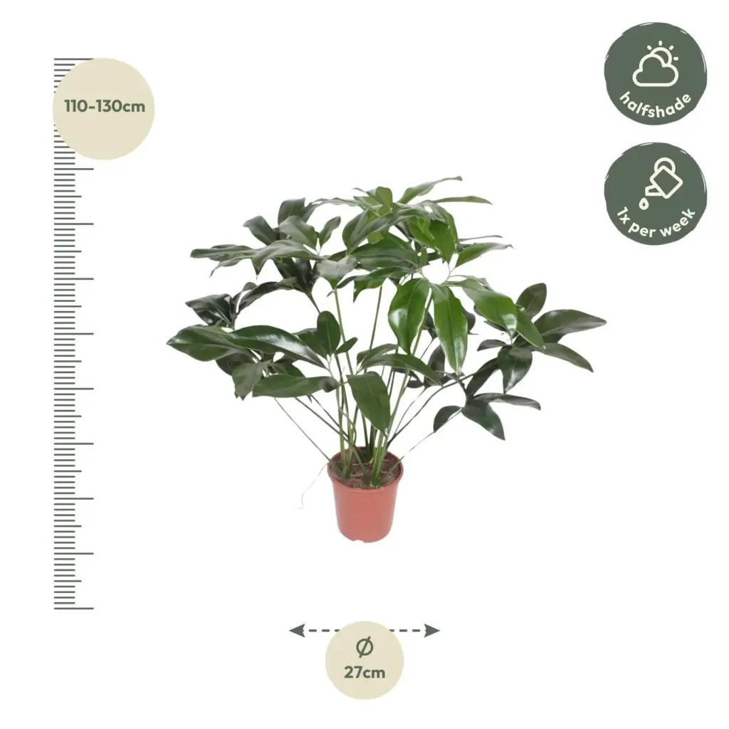 Philodendron Green Wonder – kamerplant