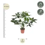 Philodendron Green Wonder – kamerplant