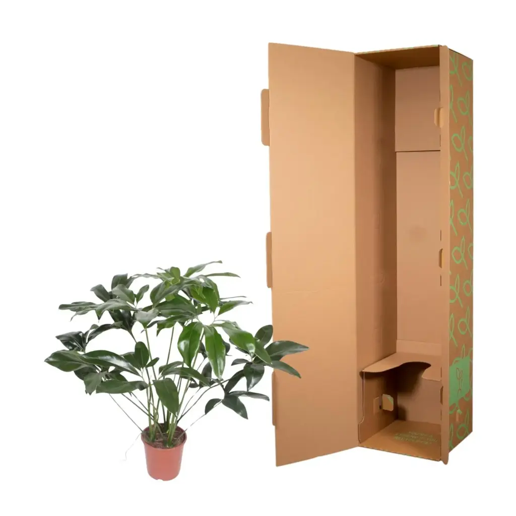 Philodendron Green Wonder – kamerplant