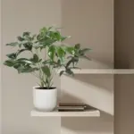 Philodendron Green Wonder – kamerplant
