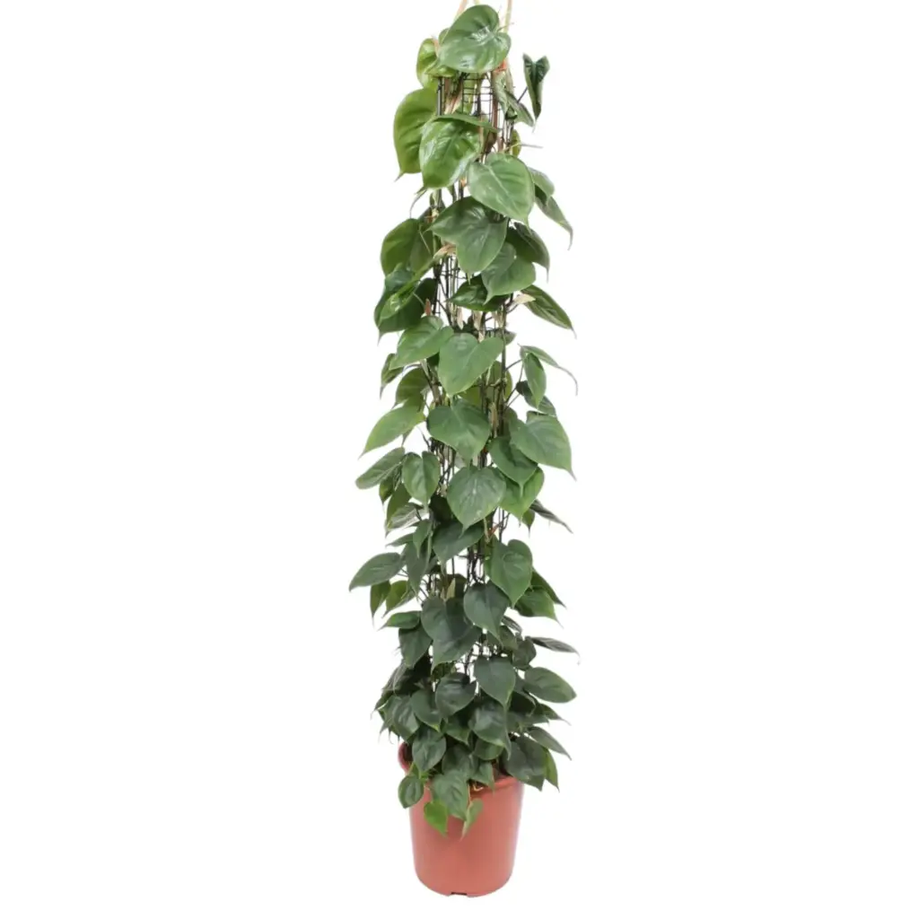 Philodendron Scandens op gaasrek – kamerplant