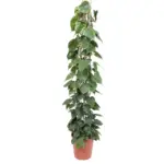 Philodendron Scandens op gaasrek – kamerplant