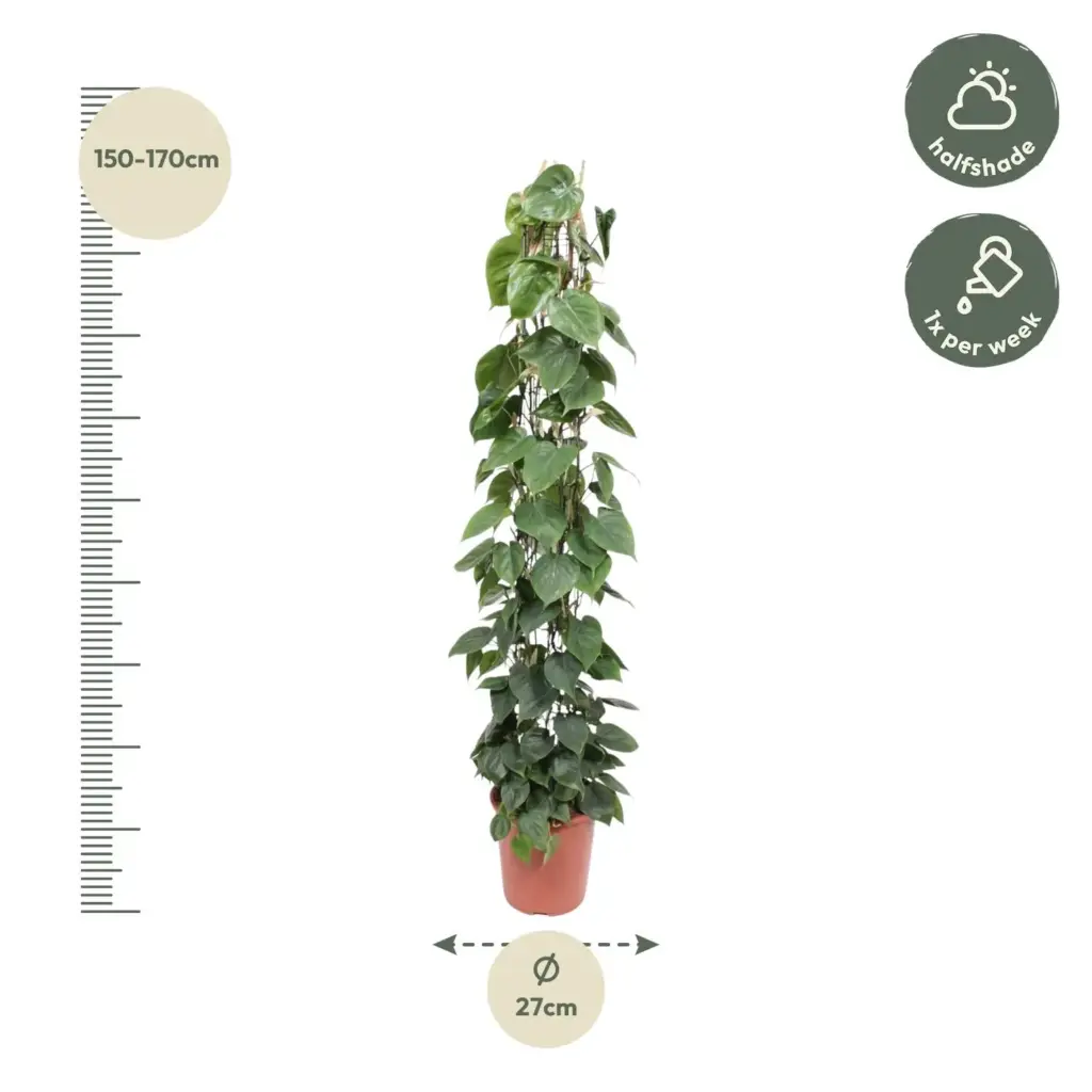 Philodendron Scandens op gaasrek – kamerplant