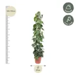 Philodendron Scandens op gaasrek – kamerplant