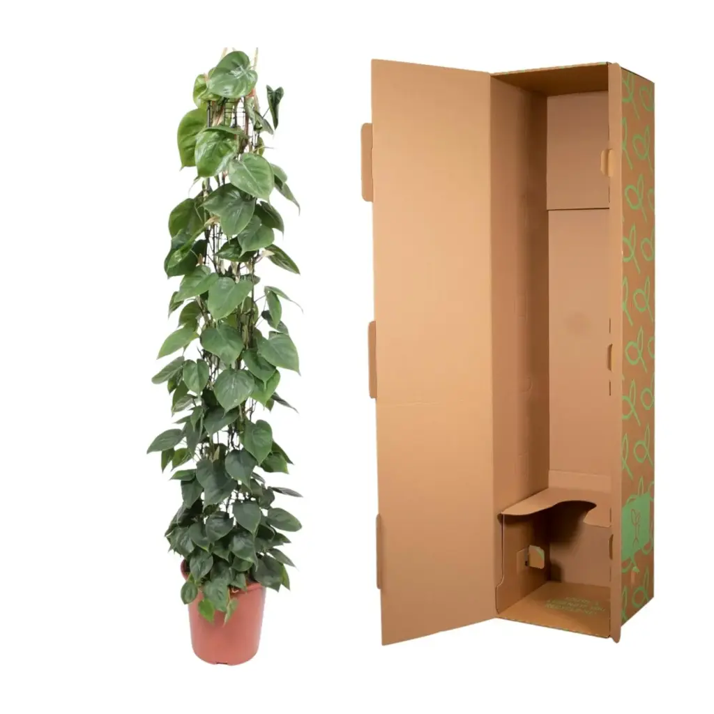 Philodendron Scandens op gaasrek – kamerplant
