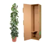 Philodendron Scandens op gaasrek – kamerplant