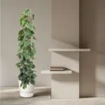 Philodendron Scandens op gaasrek – kamerplant