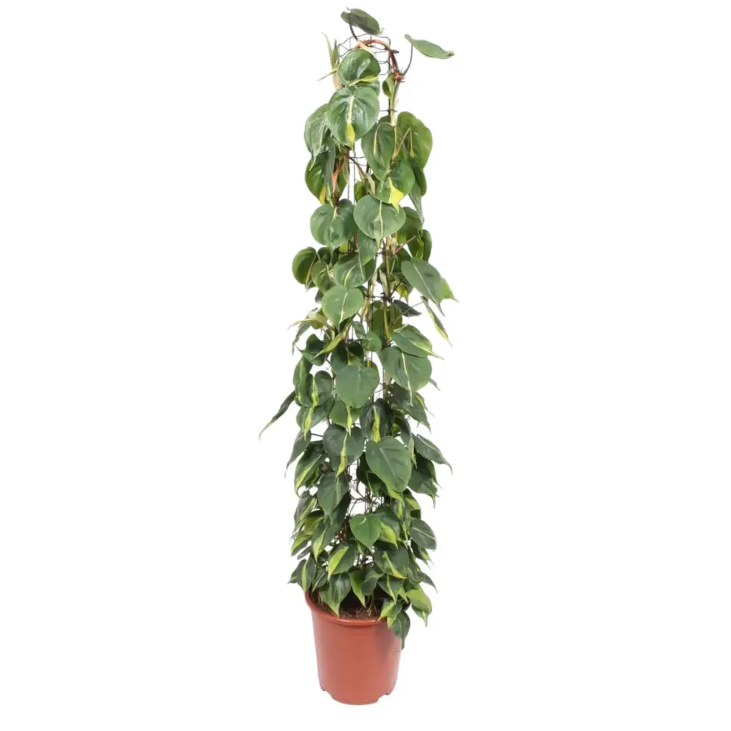 Philodendron Scandens Brasil op gaasrek – kamerplant