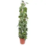 Philodendron Scandens Brasil op gaasrek – kamerplant
