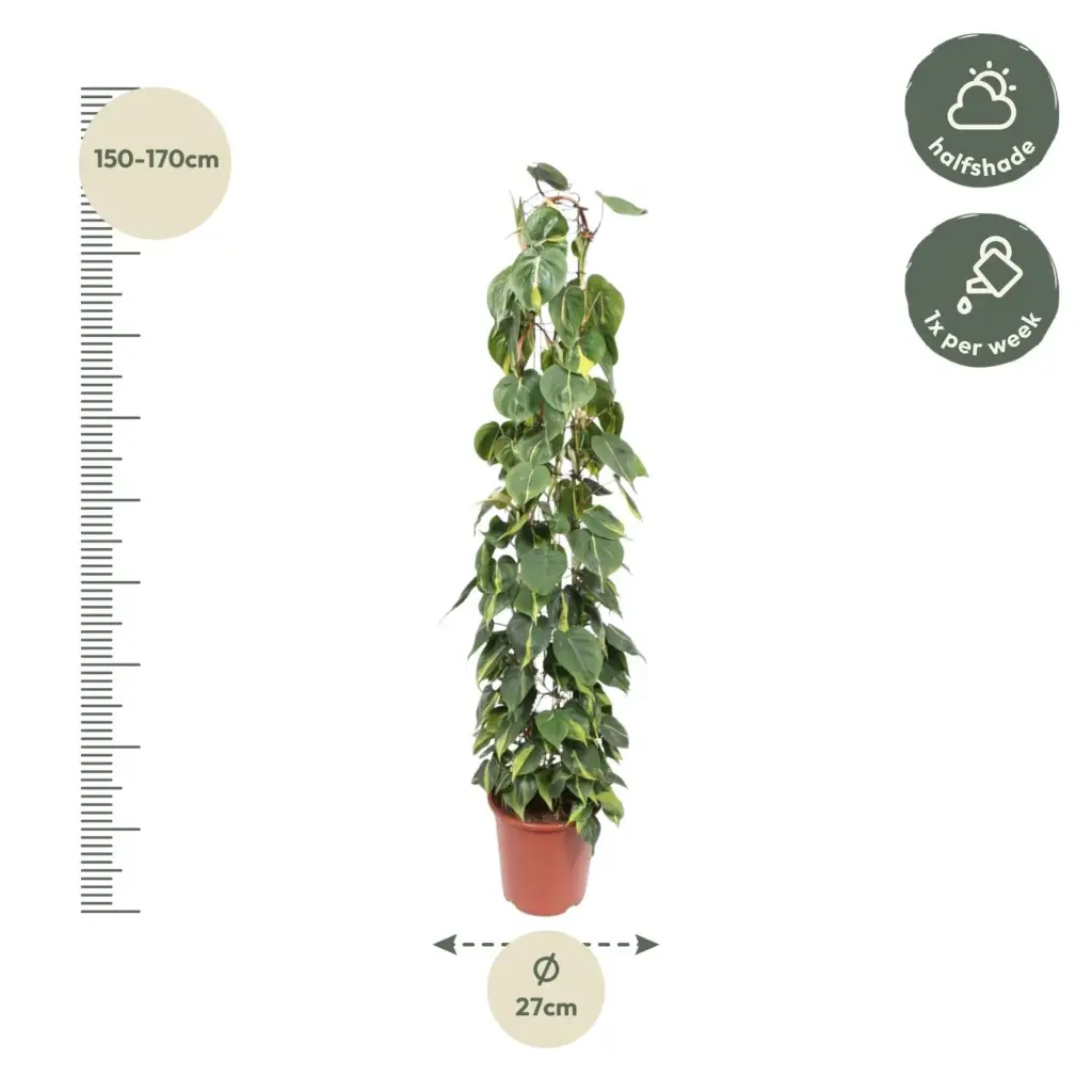 Philodendron Scandens Brasil op gaasrek – kamerplant