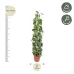 Philodendron Scandens Brasil op gaasrek – kamerplant
