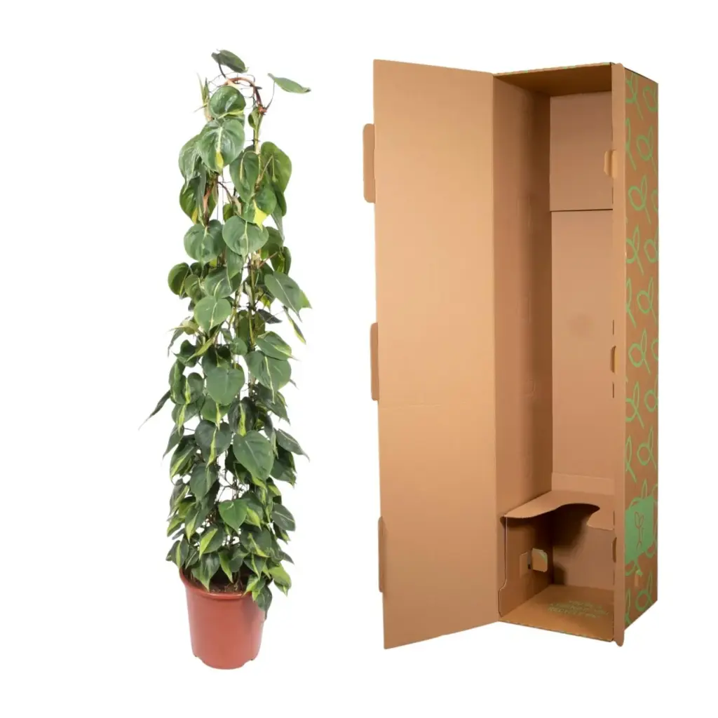 Philodendron Scandens Brasil op gaasrek – kamerplant