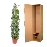 Philodendron Scandens Brasil op gaasrek – kamerplant