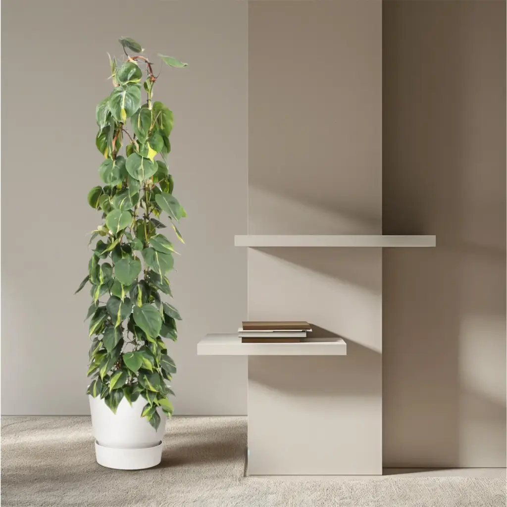 Philodendron Scandens Brasil op gaasrek – kamerplant
