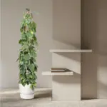 Philodendron Scandens Brasil op gaasrek – kamerplant