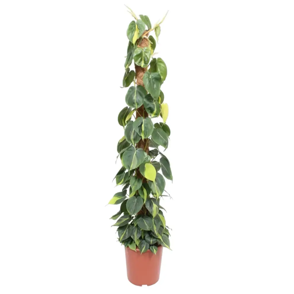 Philodendron Scandens Brasil op mosstok – kamerplant