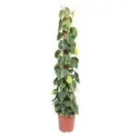 Philodendron Scandens Brasil op mosstok – kamerplant