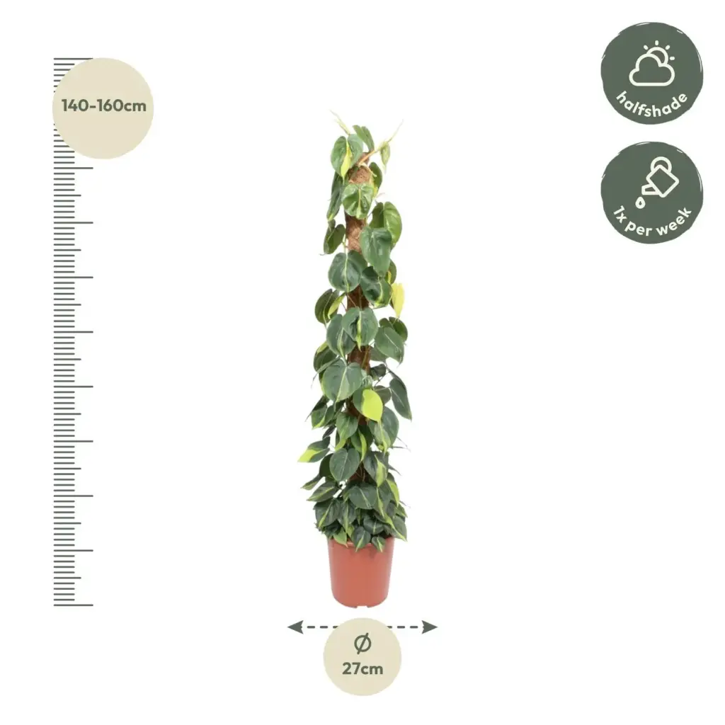 Philodendron Scandens Brasil op mosstok – kamerplant