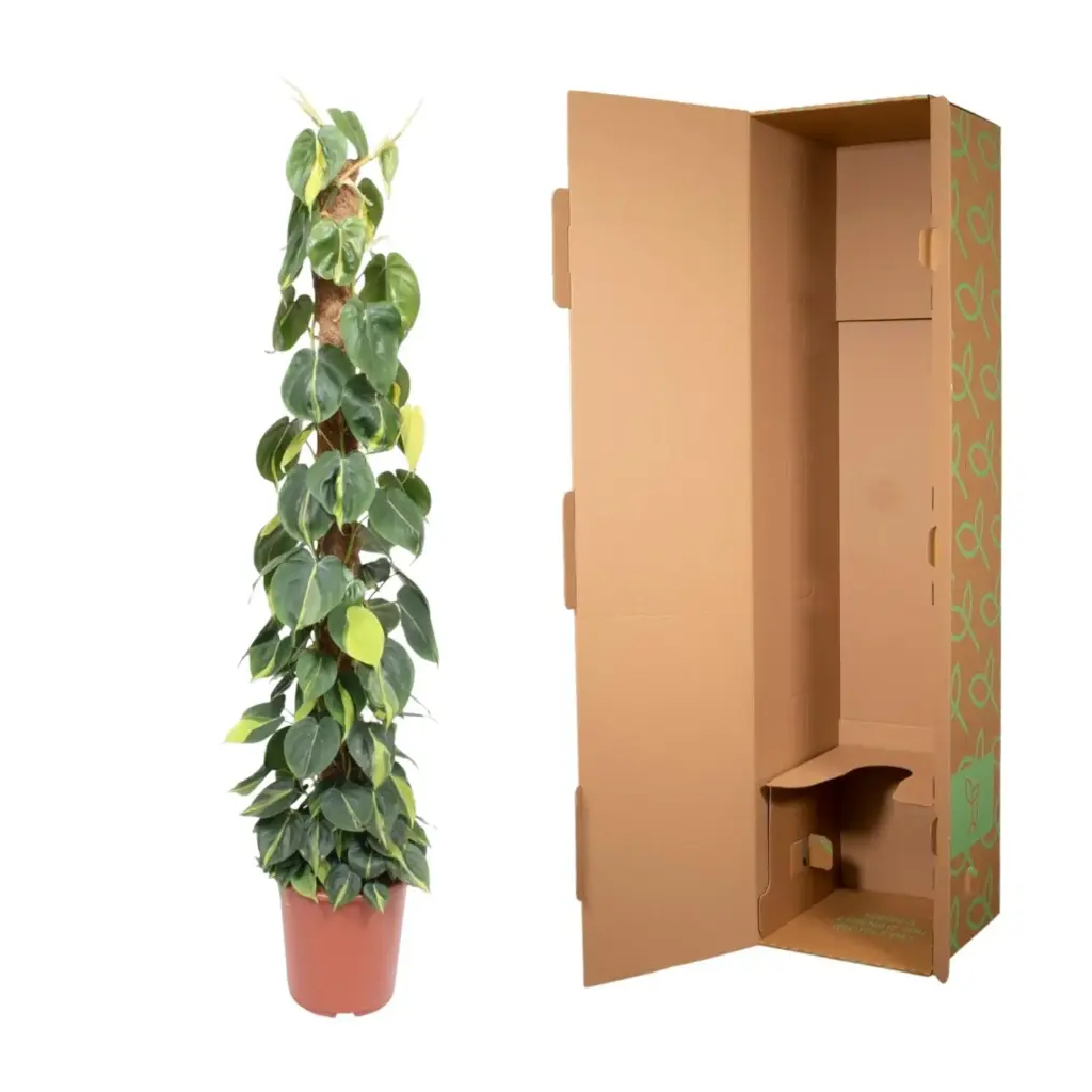 Philodendron Scandens Brasil op mosstok – kamerplant