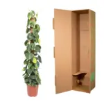 Philodendron Scandens Brasil op mosstok – kamerplant