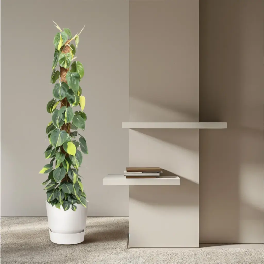 Philodendron Scandens Brasil op mosstok – kamerplant