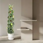 Philodendron Scandens Brasil op mosstok – kamerplant