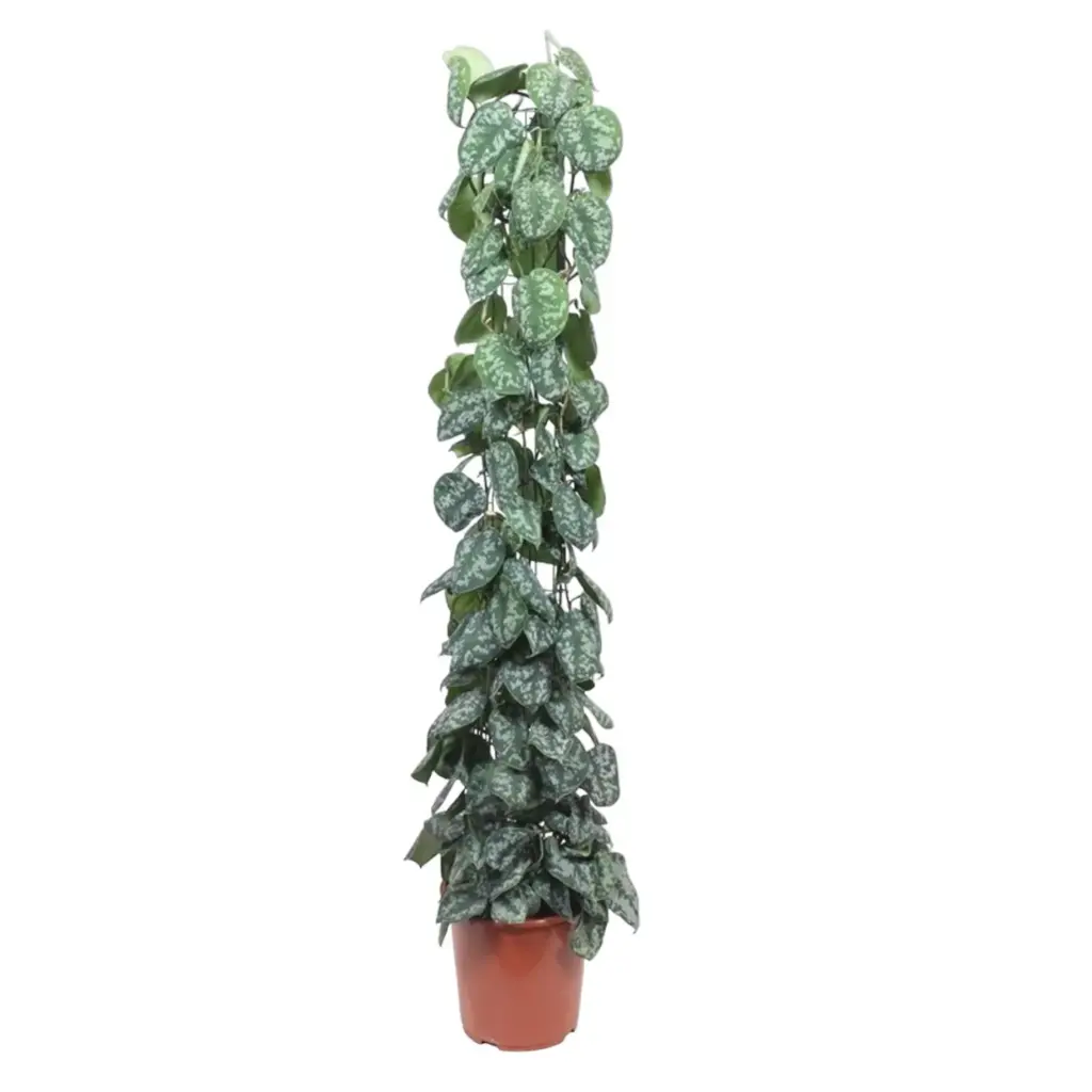 Scindapsus Pictus Trebie kamerplant met gaasrek