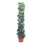 Scindapsus Pictus Trebie kamerplant met gaasrek