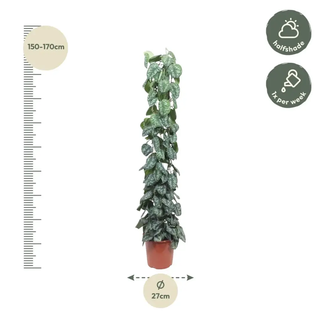 Scindapsus Pictus Trebie kamerplant met gaasrek