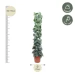 Scindapsus Pictus Trebie kamerplant met gaasrek