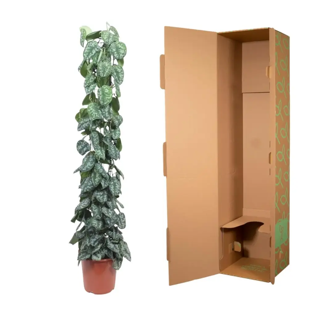Scindapsus Pictus Trebie kamerplant met gaasrek