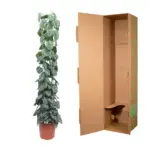Scindapsus Pictus Trebie kamerplant met gaasrek