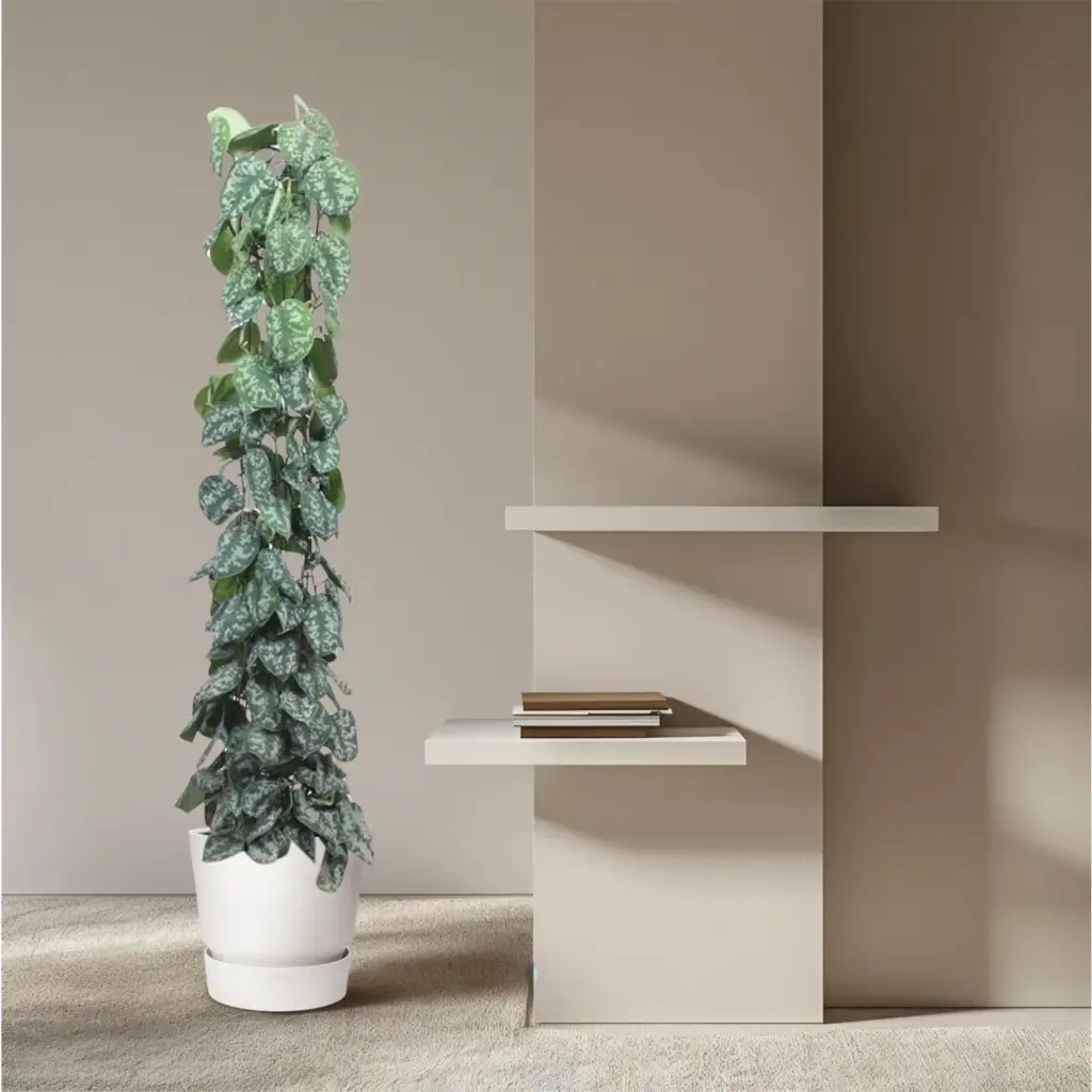 Scindapsus Pictus Trebie kamerplant met gaasrek