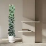 Scindapsus Pictus Trebie kamerplant met gaasrek