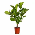 Ficus Lyrata vertakt als kamerplant