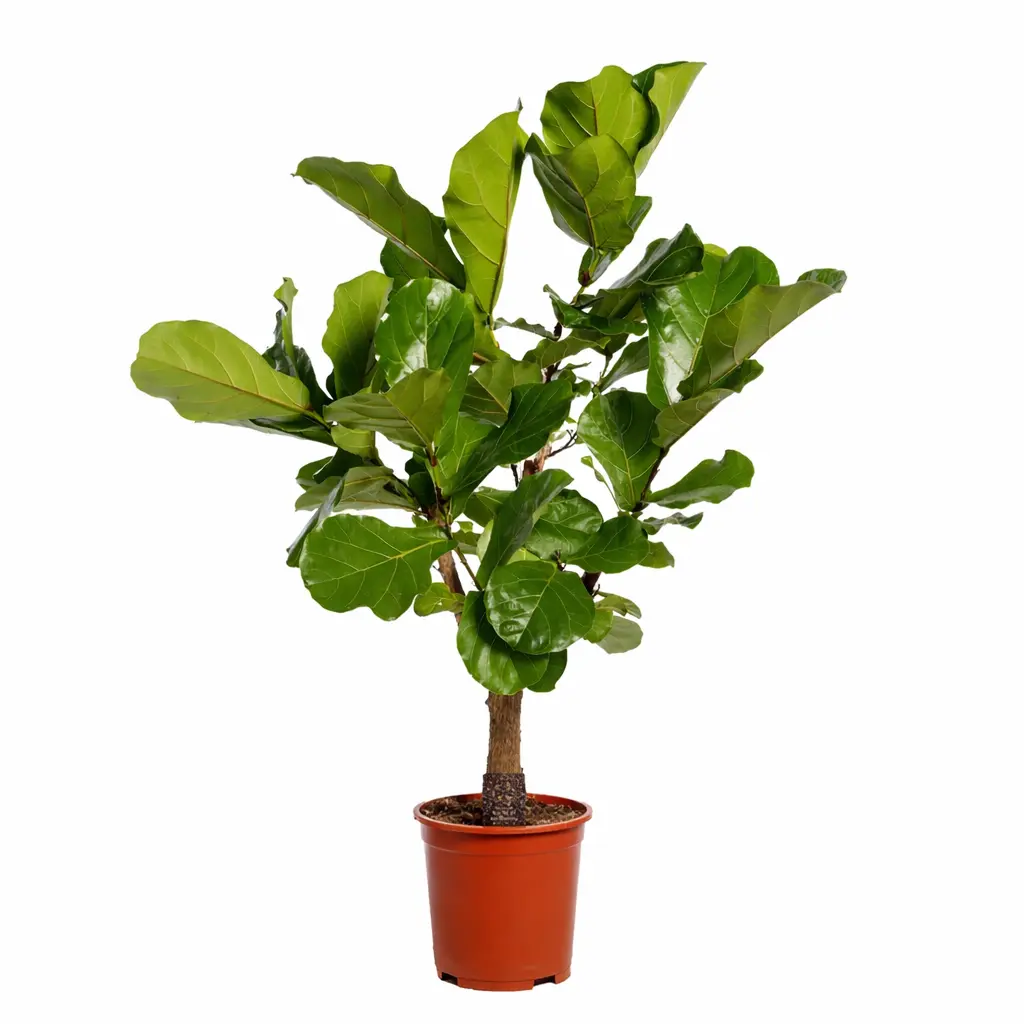 Ficus Lyrata vertakt als kamerplant