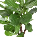 Ficus Lyrata vertakt als kamerplant