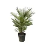 Chamaerops Humilis – mediterrane buitenpalm