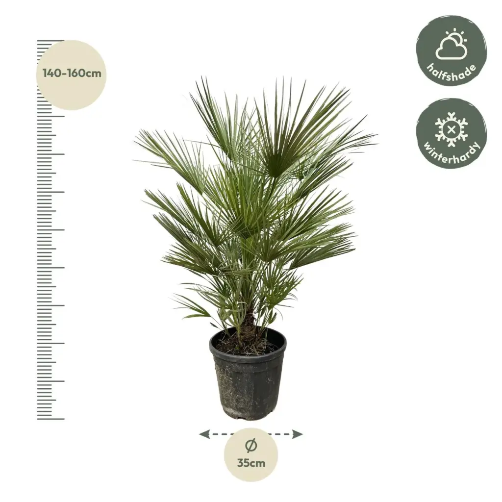 Chamaerops Humilis – mediterrane buitenpalm