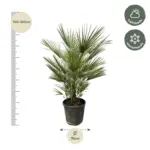 Chamaerops Humilis – mediterrane buitenpalm