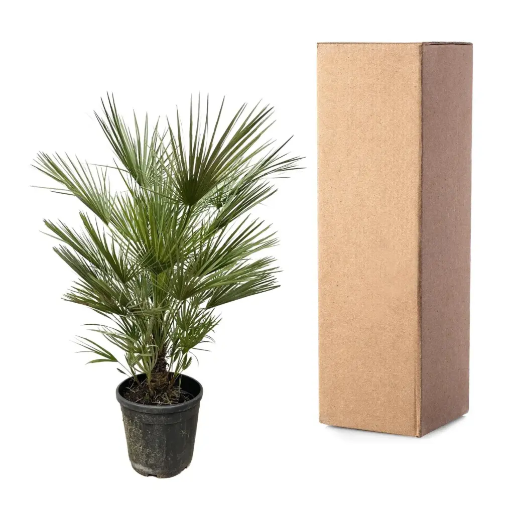 Chamaerops Humilis – mediterrane buitenpalm