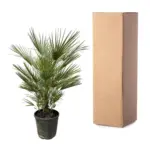 Chamaerops Humilis – mediterrane buitenpalm