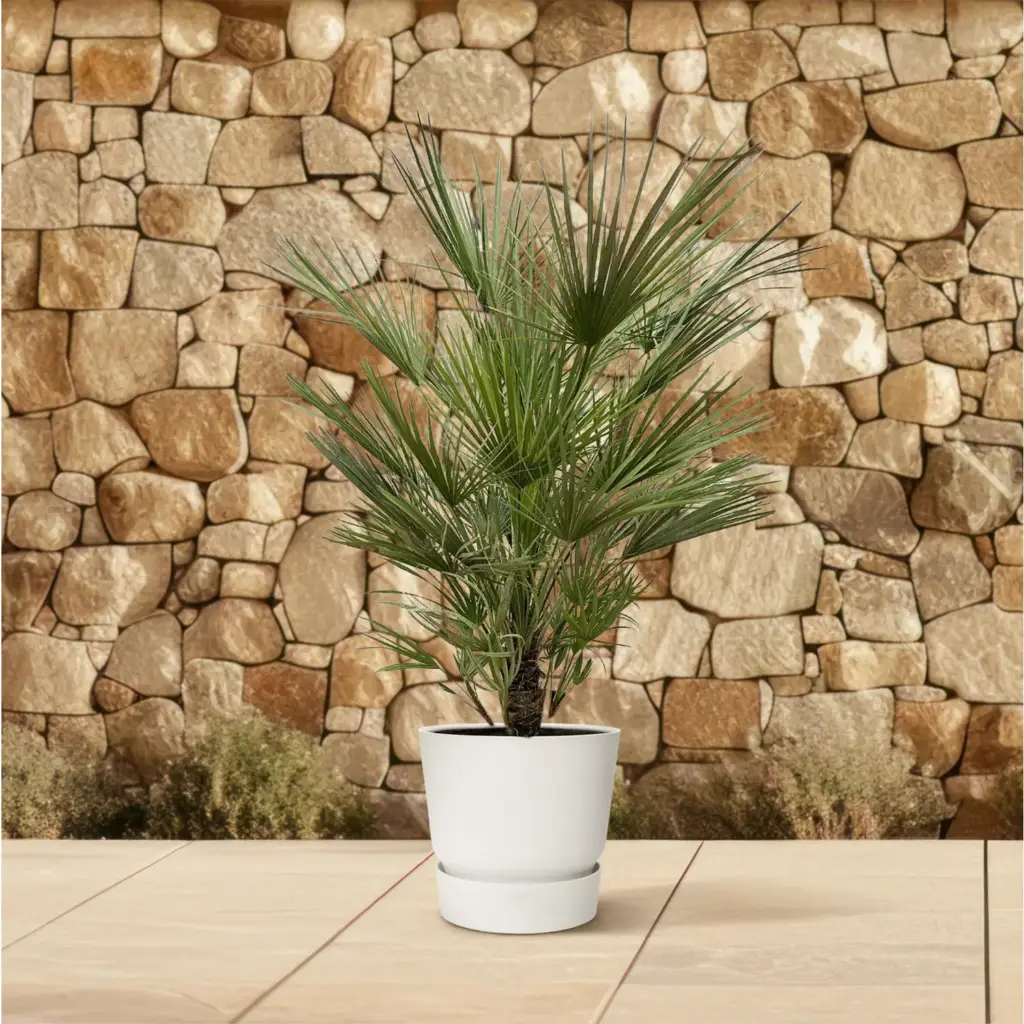 Chamaerops Humilis – mediterrane buitenpalm