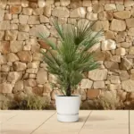 Chamaerops Humilis – mediterrane buitenpalm