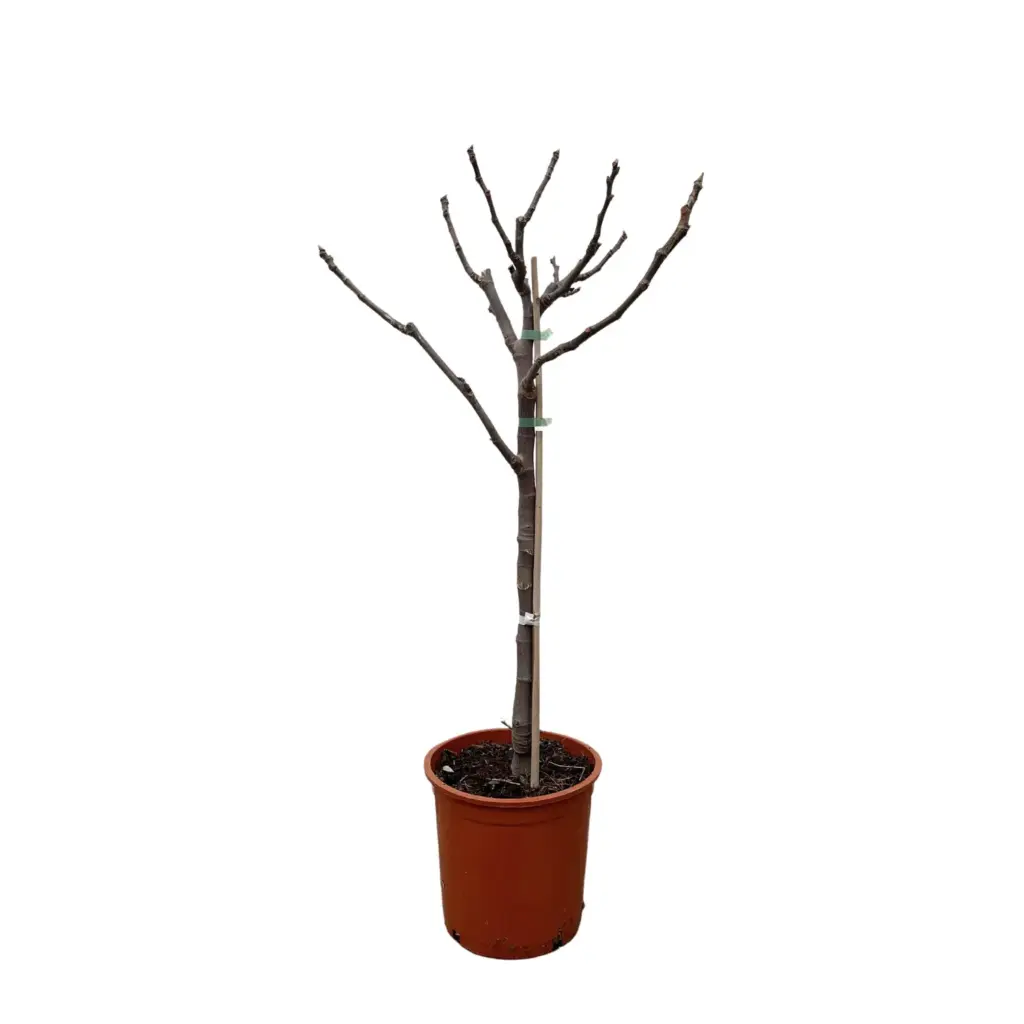 Ficus Carica op stam – vijgenboom voor buiten