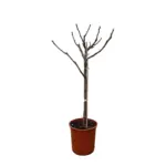 Ficus Carica op stam – vijgenboom voor buiten